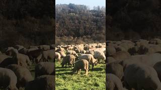 Schafe genießen den sonnigen Herbsttag farmer sheep landwirtschaft shortsvideo [upl. by Irihs]