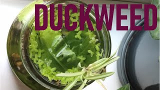 1  24 HOUR TIMELAPSE OF DUCKWEED GROWING [upl. by Gula]