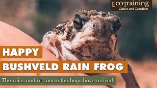 Bushveld Rain Frog  Very happy summer is here [upl. by Laamak]