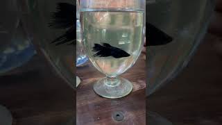 Betta breeding season started vedhafishfarm aquarium betta breakfast [upl. by Ahcrop]