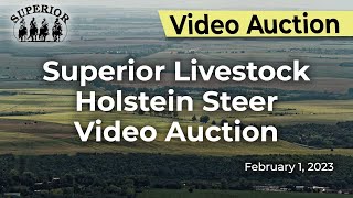 Superior Livestock Holstein Steer Video Auction [upl. by Anadroj]