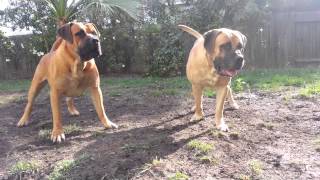 Boerboels attacking Lions [upl. by Kere827]