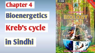 Krebs cycle class 11 biologyCitric acid cycle  Sindh board [upl. by Zeidman657]