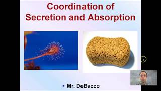 Coordination of Secretion and Absorption [upl. by Tubb]