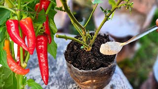 You can keep and harvest your pepper plants for many years if you do this simple thing before winter [upl. by Anaitak525]