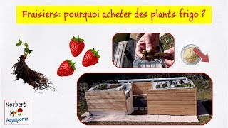 🍓 Fraisiers pourquoi acheter des plants frigo [upl. by Nylitak]