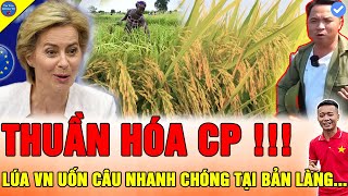 🔴THẾ GIỚI ĐẦY BẤT NGỜ Team Quang Linh Vlogs VỤ MÙA LÚA CHÍN VÀNG ĐẦU TIÊN VỀ TRÊN NÔNG TRẠI SỐ 4 [upl. by Felic]