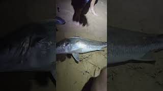 MULLOWAY OFF THE BEACH WOW [upl. by Ferguson]