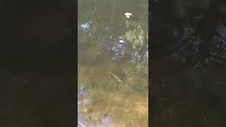 Squirrel noise while watching fish [upl. by Josler]