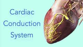 Cardiac Conduction System  Electrical System of the Heart Animation  MADE EASY [upl. by Chor371]