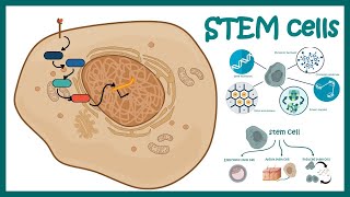 Stem cells  properties metabolism and clinical usage [upl. by Ainna221]