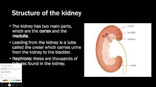 Excretion in humans  IGCSE Biology 0606 [upl. by Hartman]