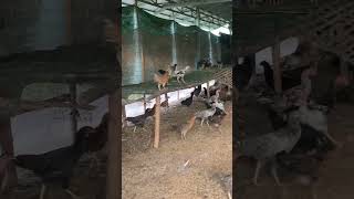 Caged chicken activity [upl. by Lay461]