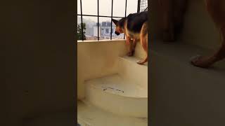 german shepherd dog barking  gsd dog barking  dog barking  puppy barking  dogs voice [upl. by Remmus]