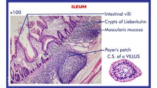 Histology of Small amp Large intestine Duodenum jejunum Ileum Vermiform appendix amp colon [upl. by Ahsircal]