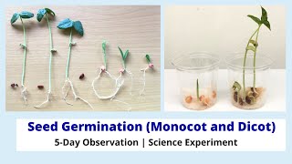 5Day Observation of Monocot and Dicot Seeds  Seed Germination Science Experiment [upl. by Pence]