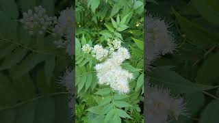 Sorbaria Sorbifolia is a False Spirea [upl. by Esaj]