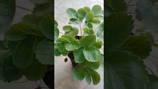 Strawberry growing from Runners or Cutting [upl. by Odlaniger]