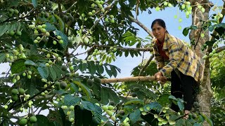 Harvesting Canarium tree goes to the Market to sell  Animal care  Tran Thi Huong [upl. by Shriver746]