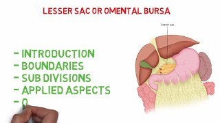 Omental bursa  Lesser sac Easy Anatomy notes [upl. by Kiyoshi]