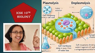 PlasmolysisDeplasmolysisICSE10thBiologyChangeOfCellShapeInDifferentSolutions [upl. by Kahl876]