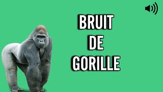 Bruit de GORILLE 🦍 Cri  Hurlement [upl. by Waller]