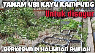 TANAM UBI KAYU  SINGKONG DI HALAMAN RUMAH  BERKEBUN DI RUMAH [upl. by Hatcher141]