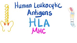 Human Leukocytic Antigen HLA  Major Histocompatibility Complex MHC  Immune System [upl. by Aurita152]