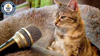 Loudest Purring Cat  Guinness World Records [upl. by Kelsey135]