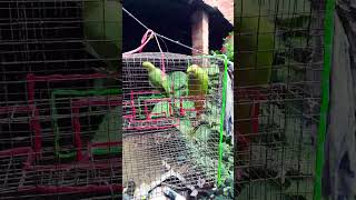 parrot taking parrot loverbirds  short video [upl. by Wonacott]