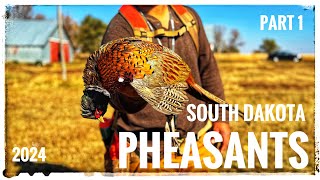 SOUTH DAKOTA 2024  OPENING DAY  PART 1  WILD PHEASANTS [upl. by Elboa]