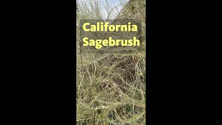 California Sagebrush shorts [upl. by Hedveh]