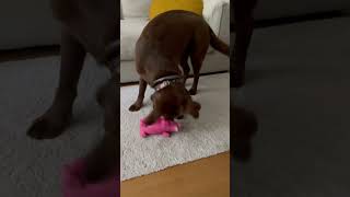 Playing With Toy Pig [upl. by Groh]