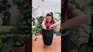 DICAS para PLANTAR em VASO ALTO [upl. by Arymas]