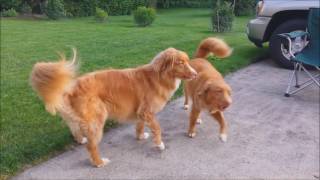 Duck Tollers Howling [upl. by Doy218]