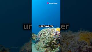 3 Mysteries About The Pacific Ocean You Didnt Know facts foryou viral [upl. by Anyahc]