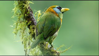 Caminando entre las aves en los Andes colombianos [upl. by Drofub]