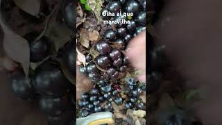 Jabuticaba olha ai que toppp [upl. by Ailito]