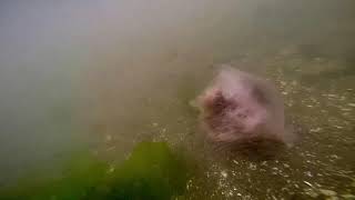 Lions mane jellyfish in great kills harbor [upl. by Yeltnarb248]