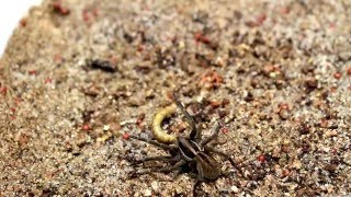 Lycosa suzukii 땅늑대거미 Feeding [upl. by Neville]