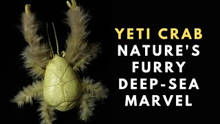 Yeti Crab Natures Furry DeepSea Marve [upl. by Kcirdehs]