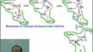 Mechanism of Aldolasecatalyzed Aldol Addition [upl. by Acsicnarf]