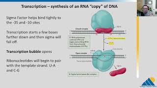 BIOL201 Ch152  Prokaryotic Transcription [upl. by Tav224]