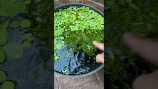 Golden White Cloud Mountain Minnows in outdoor planters [upl. by Tnaryb]