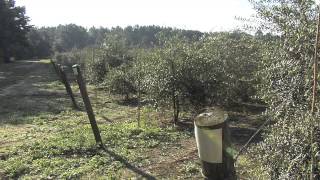 Growing Olives In Georgia Requires Patience Cautious Management [upl. by Yor]