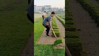 Why is the rural farmer picking grass in very slow satisfying shorts [upl. by Aloek]