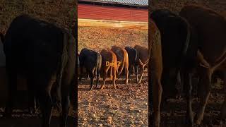 Feeding Weaned Calves 24 [upl. by Cavill]