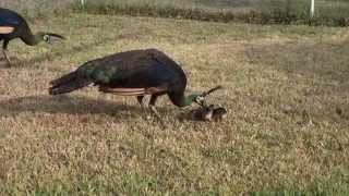 Green Peacock family the second day after hatching [upl. by Clapper]