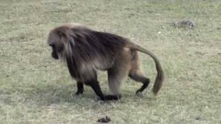 Ethiopia  Gelada baboons [upl. by Ecenaj]