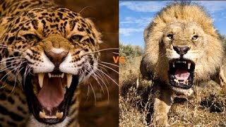 2 Jaguars Crush Lions Head Lion vs Jaguar Real Fight to death who will win [upl. by Bergwall965]